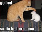 funny-christmas-cats-3.jpg