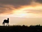 wild-horse-sunset-leland-howard.jpg