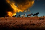 wild-horses-at-sunset-harry-spitz.jpg