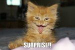 Surprise!.jpg