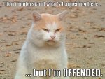offended cat.jpg