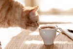 Curious Coffee Cat.jpg