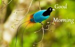 Good-Morning-Nature-HD-Image.jpg Good-Morning-Nature-HD-Image.jpg
