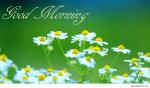 Good-Morning-Flowers-Wallpaper-11.jpg