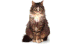 animal-graphics-cats-099866.gif