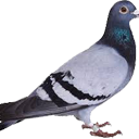 Pigeon (2).png