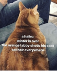 a-haiku-winter-is-over-e-orange-tabby-sheds-his-18602617.png