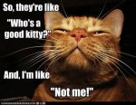 Funny-Cat-Memes-1.jpg