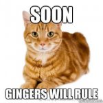 ginger-cat-meme.jpg
