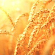 wheat777
