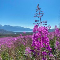 Fireweed
