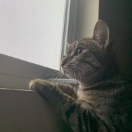 Dev06