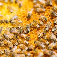 Beekeeper