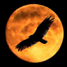 Lunar_Eagle403