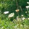 flowersgrass