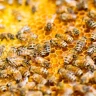 Beekeeper