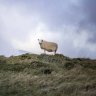 LostSheep4God