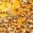 Beekeeper