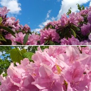 Rhododendron 2026