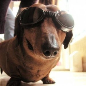 funny-dog-with-goggles.jpg