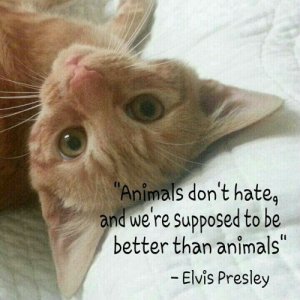 animals dont hate.jpg