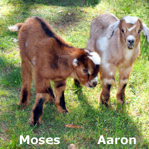 moses and aaron.png