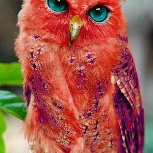 pink owl.png
