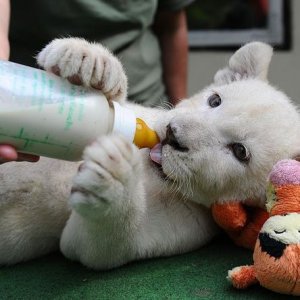 white-lion-cub-bottle