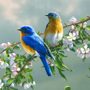Viewing-paintings-flowers-birds-animals-desktop-1920x1200-wallpaper-l-a-ibackgroundz.com_.jpg