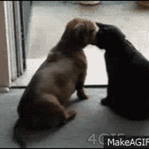 Dachshund rejected by cat on first Date