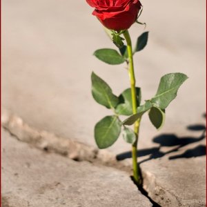 rose from a crack.jpg