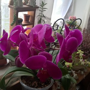 My Orchid.
