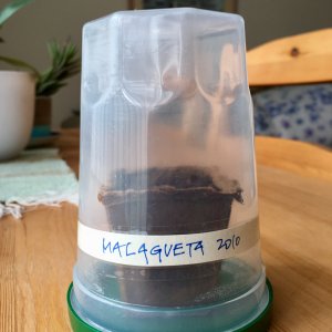 Malagueta, a Portuguese pepper