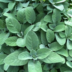 Sage (Berggarten, if you want the variety)