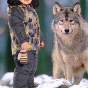 The wolf recognized the boy years later and saved him from a wolf pack