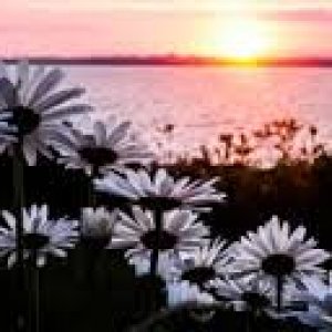 daisies at sunset.jpg