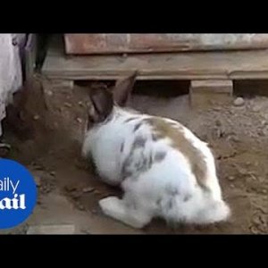Rabbit to the Rescue