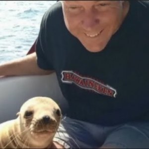 Sea lion pup jumps on boat, cuddles with driver