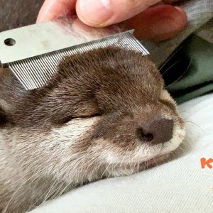 A compilation of videos : Otters having fun