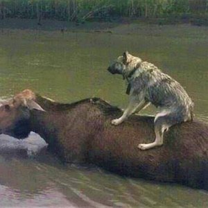 Animals save each other. Amazing cases of mutual assistance between animals