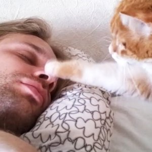 cats waking up owners