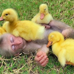 Baby monkey falls asleep babysitting ducklings