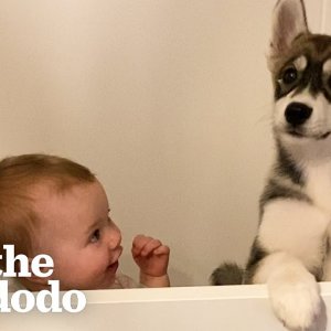 Baby Husky grows up with baby girl & they do everything together
