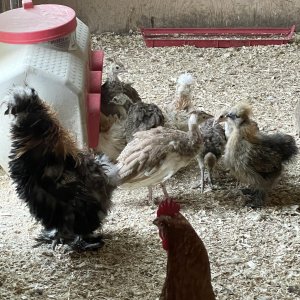 2022 Baby chicks