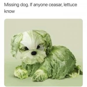 Missing Dog.jpeg