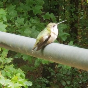 Been watching this little hummingbird all morning