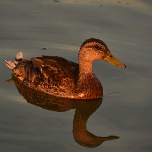 sweet duckie