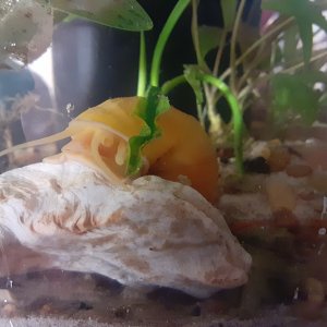 Mystery Snail