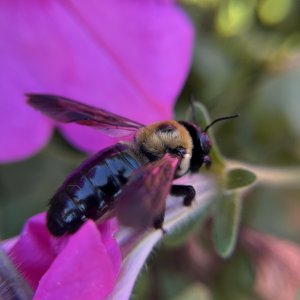 Carpenter Bee