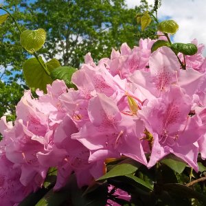 Rhododendron